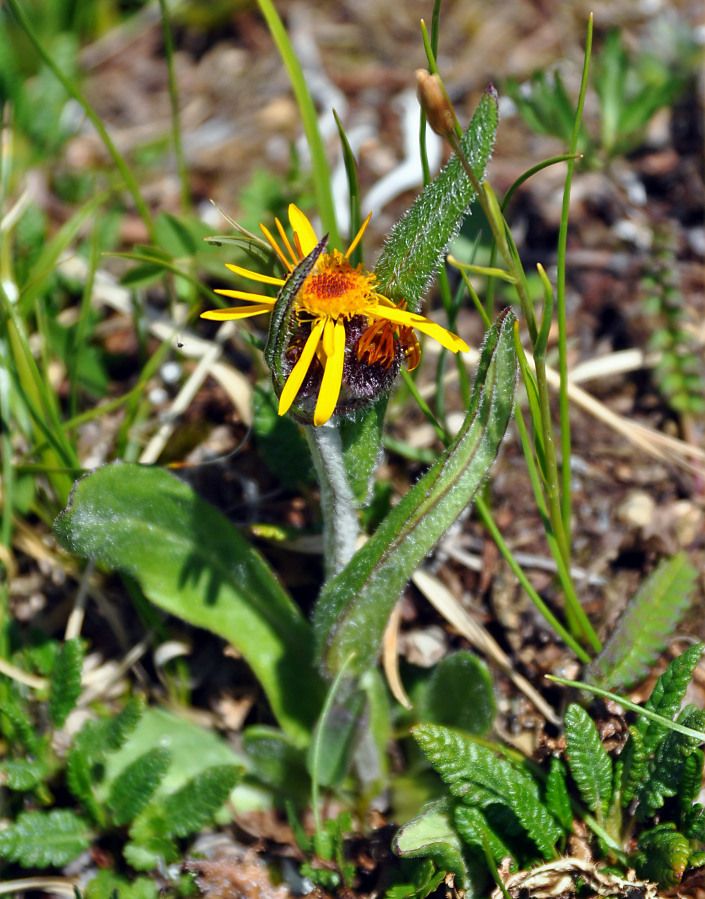 Изображение особи Tephroseris turczaninovii.