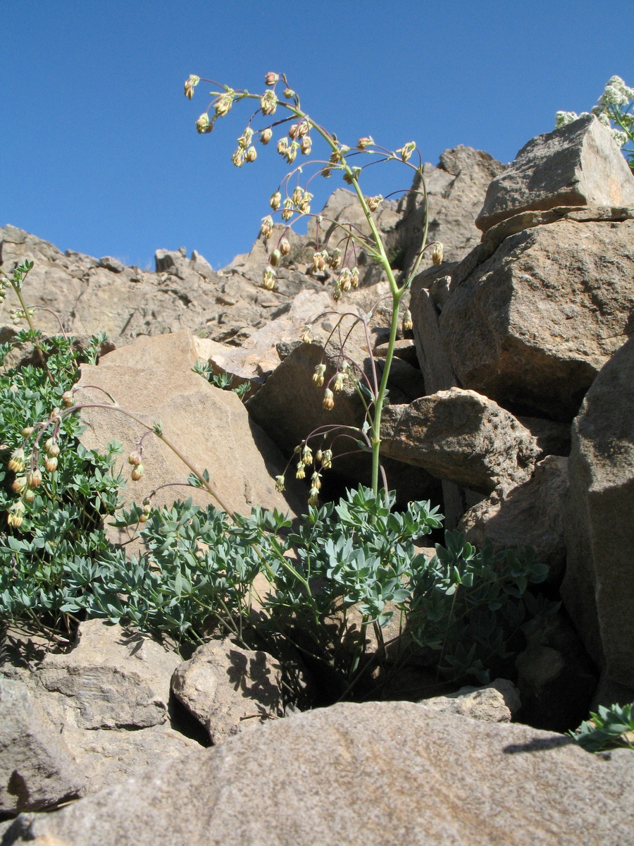 Image of Thalictrum isopyroides specimen.