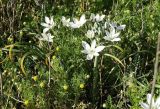 Ornithogalum navaschinii. Цветущее растение. Крым, Керченский п-ов, Казантипский заповедник. 16.04.2016.