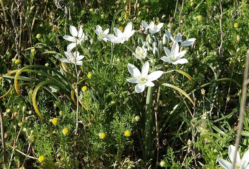 Изображение особи Ornithogalum navaschinii.