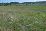 Stipa pulcherrima. Плодоносящие растения. Крым, предгорья, окр. с. Орловка. 07.05.2016.