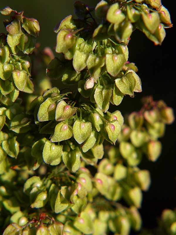 Изображение особи Rumex crispus.