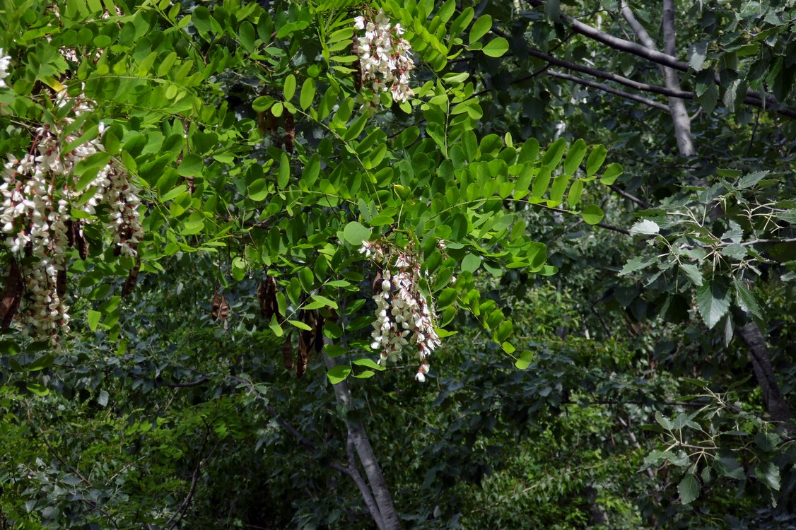 Image of Robinia pseudoacacia specimen.