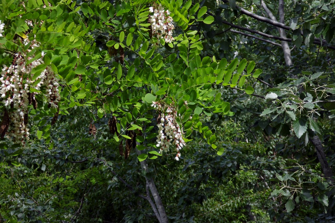 Изображение особи Robinia pseudoacacia.