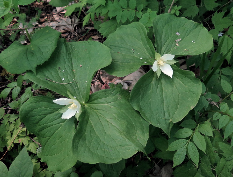 Изображение особи Trillium camschatcense.