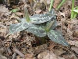 Trillium luteum