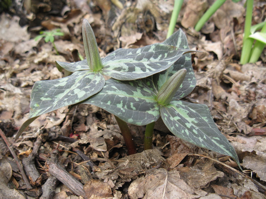 Изображение особи Trillium luteum.