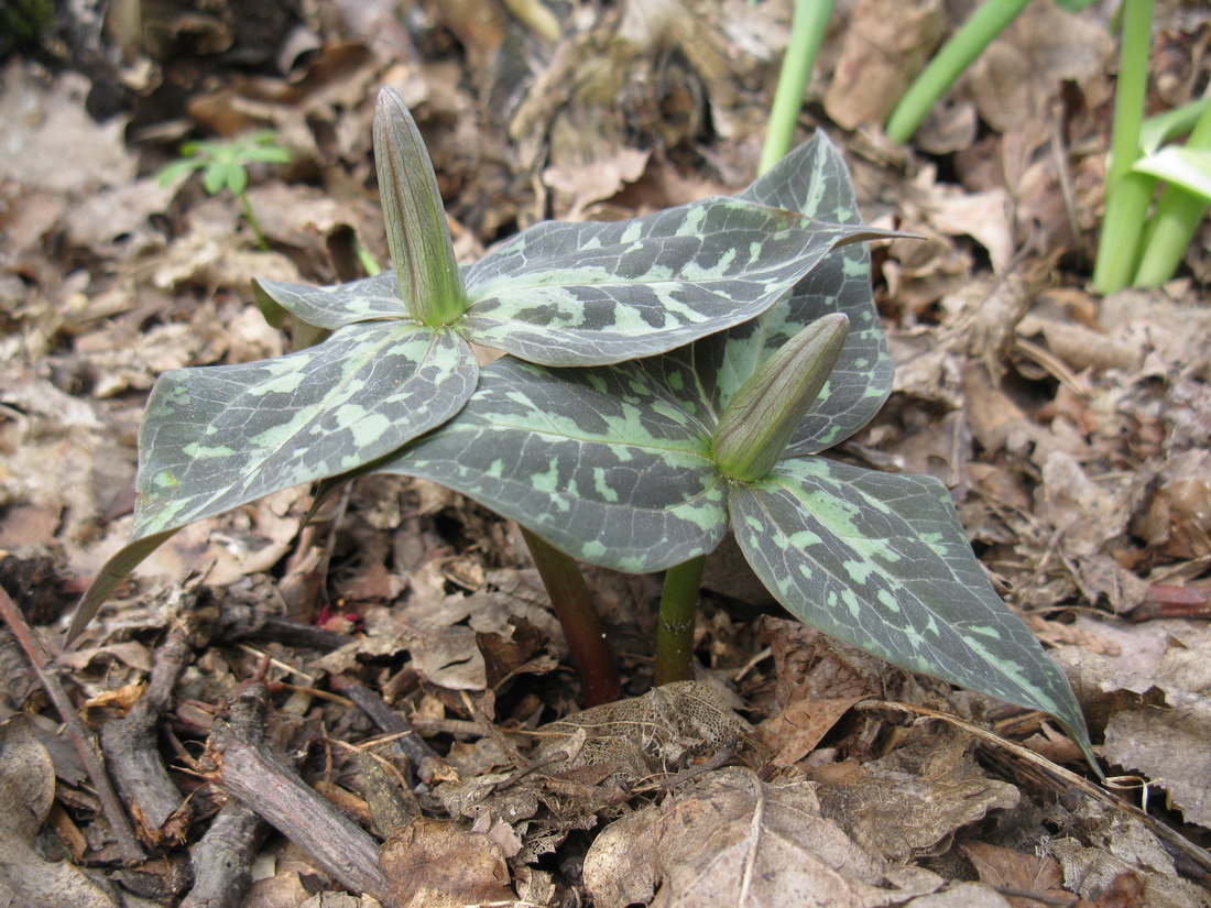 Image of Trillium luteum specimen.