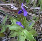 Pinguicula vulgaris. Растение с аномальными цветками. Карелия, г. Медвежьегорск (восточная окраина), берег Онежского озера. 29.06.2015.