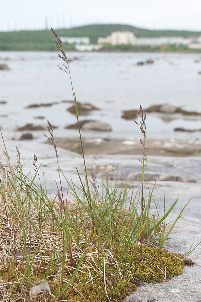 Image of Poa alpigena specimen.