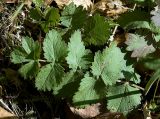 Pimpinella nigra