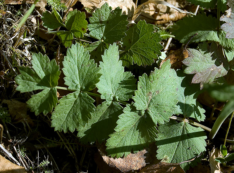 Изображение особи Pimpinella nigra.