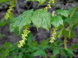 Acer tegmentosum
