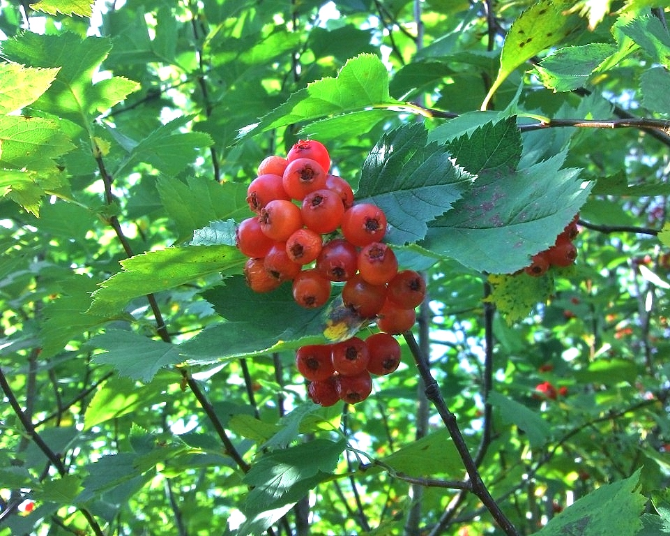 Image of Crataegus sanguinea specimen.