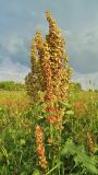 Rumex confertus