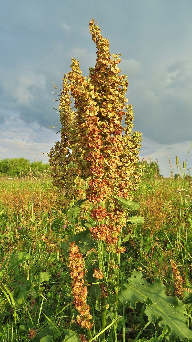 Image of Rumex confertus specimen.