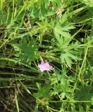 Geranium collinum. Часть побега с цветками. Волгоградская обл., Иловлинский р-н, понижение в пойме р. Дон. 21.06.2016.