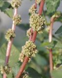 Amaranthus spinosus