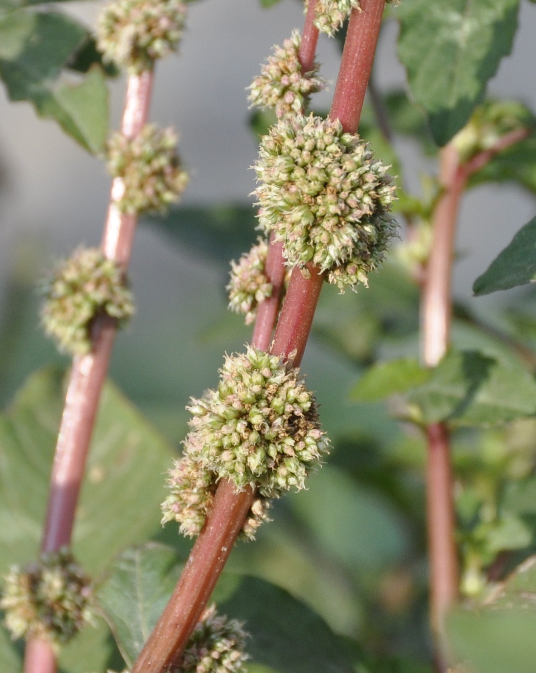 Image of Amaranthus spinosus specimen.