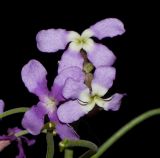 Matthiola fruticulosa variety bolleana. Цветки. Испания, автономное сообщество Канарские острова, остров Фуэртевентура, провинция Лас Пальмас, муниципалитет Ла Олива, северные окр. пос. Эль Котильо, восточнее пояса дюн, у заброшенной дороги. 13.03.2016.