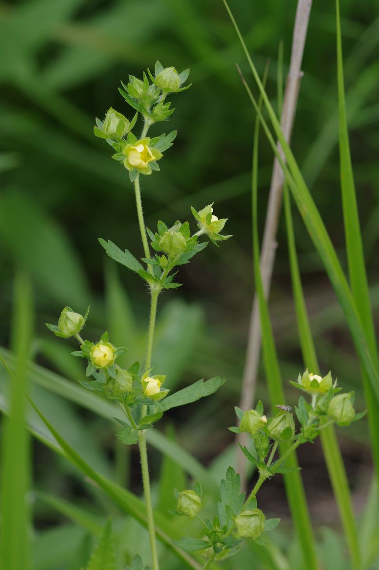 Image of Potentilla norvegica specimen.