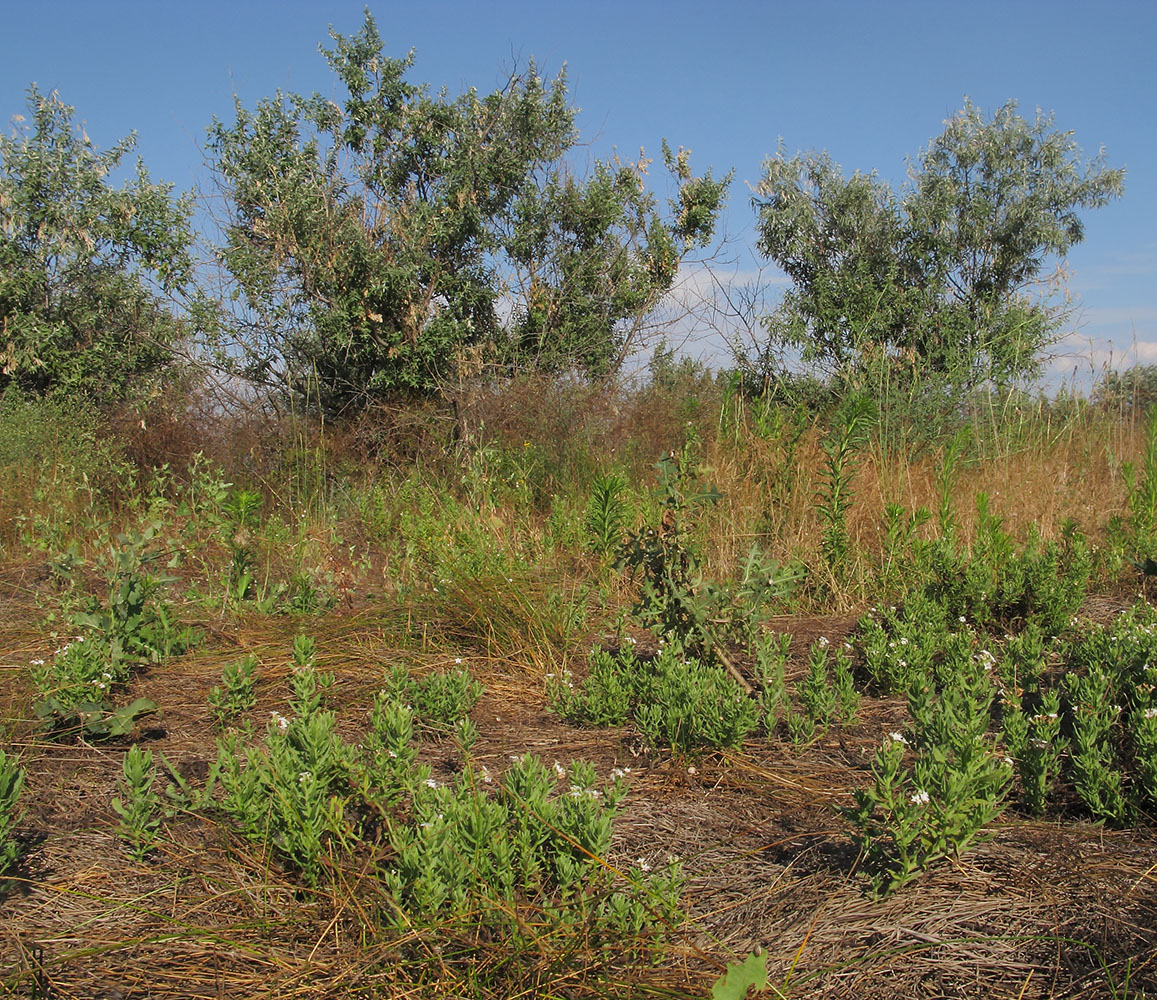 Image of Argusia sibirica specimen.