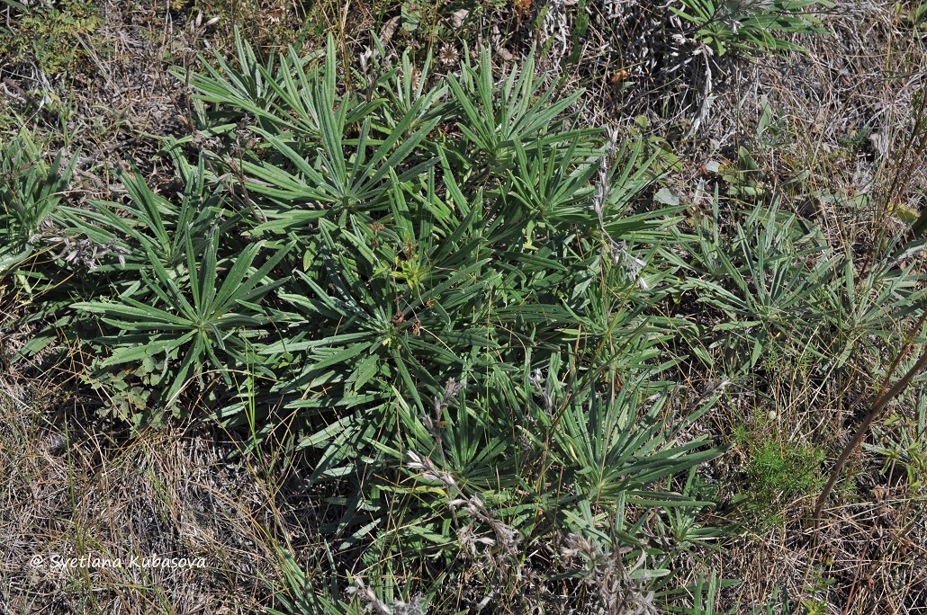 Image of Onosma simplicissima specimen.