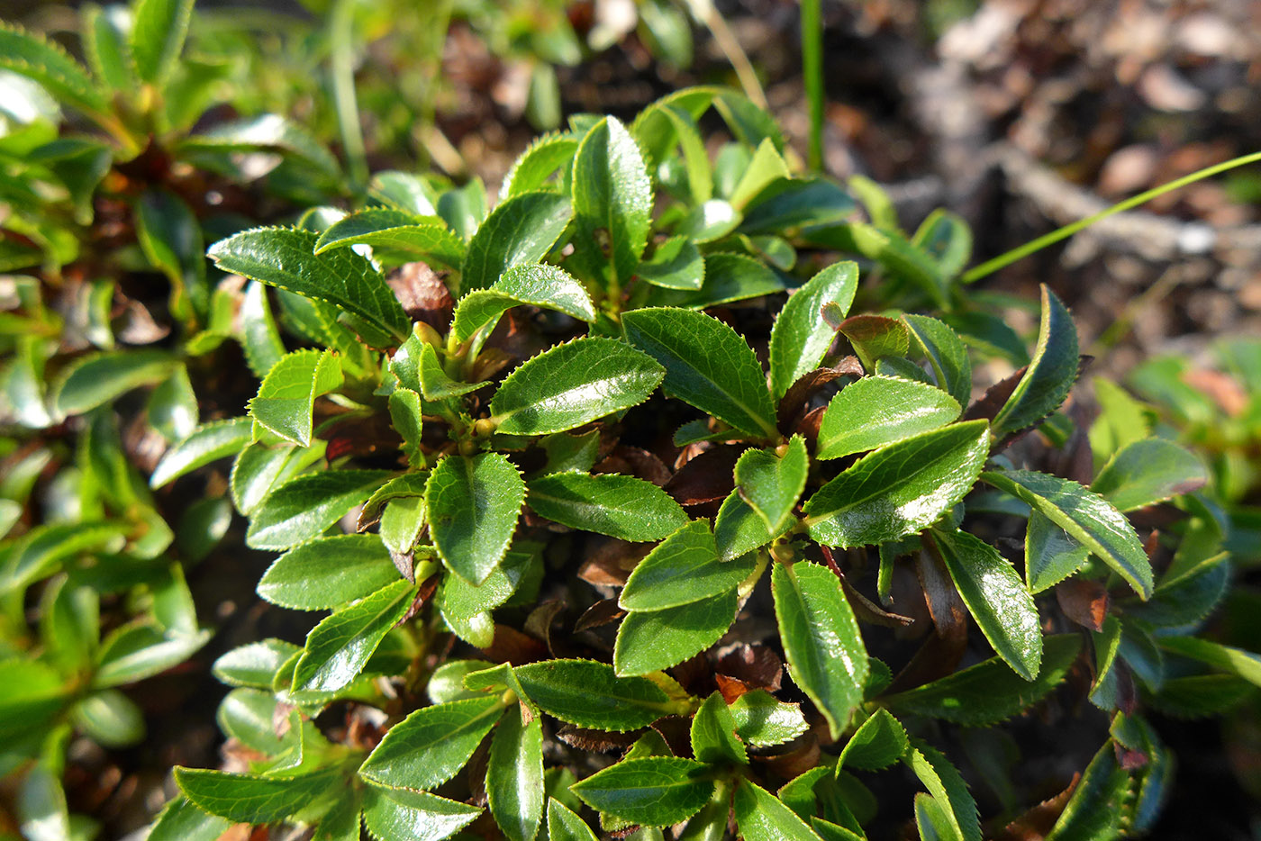 Image of Salix tschuktschorum specimen.