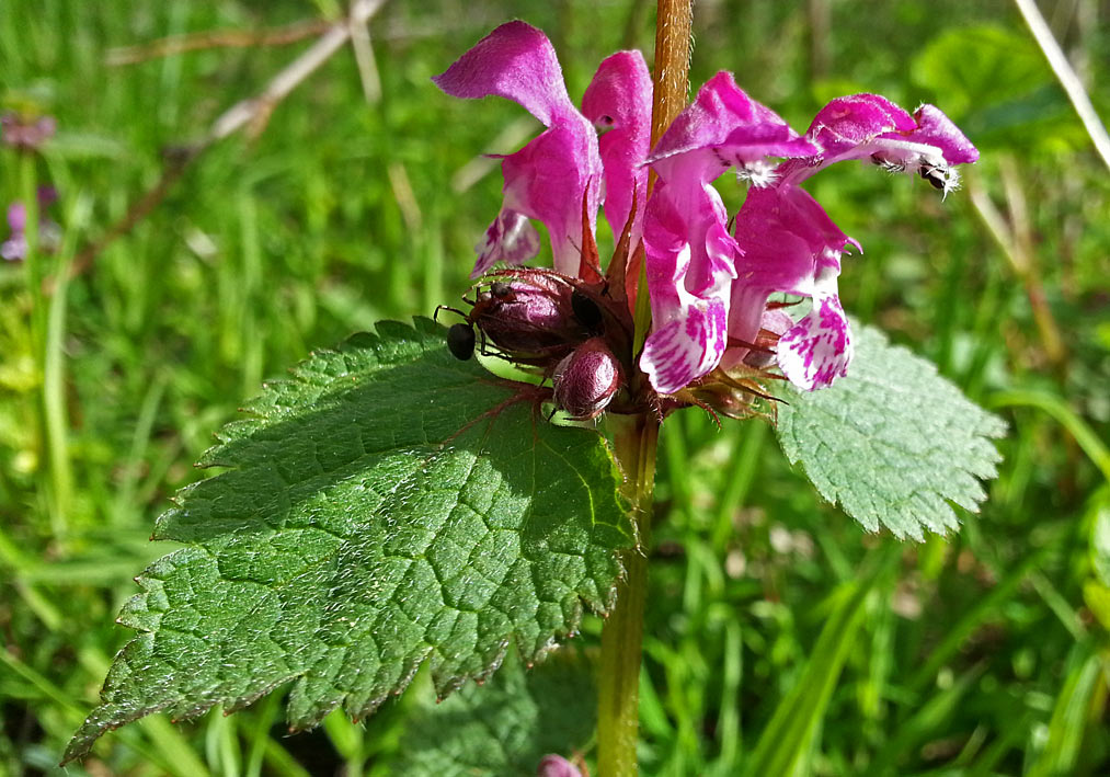 Image of Lamium maculatum specimen.