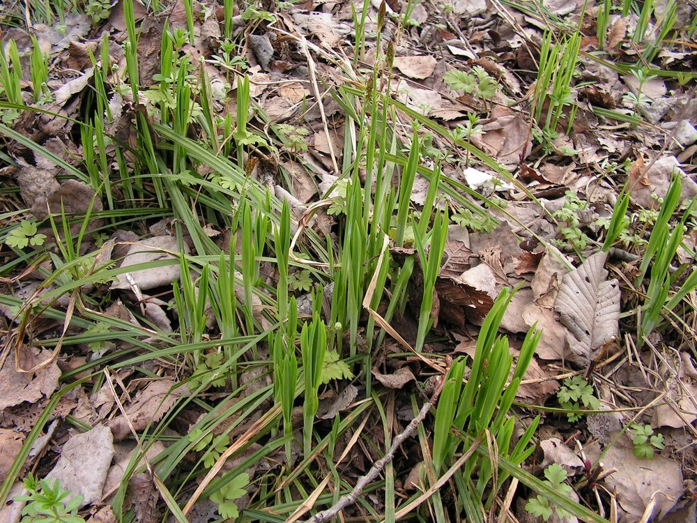 Image of Carex campylorhina specimen.