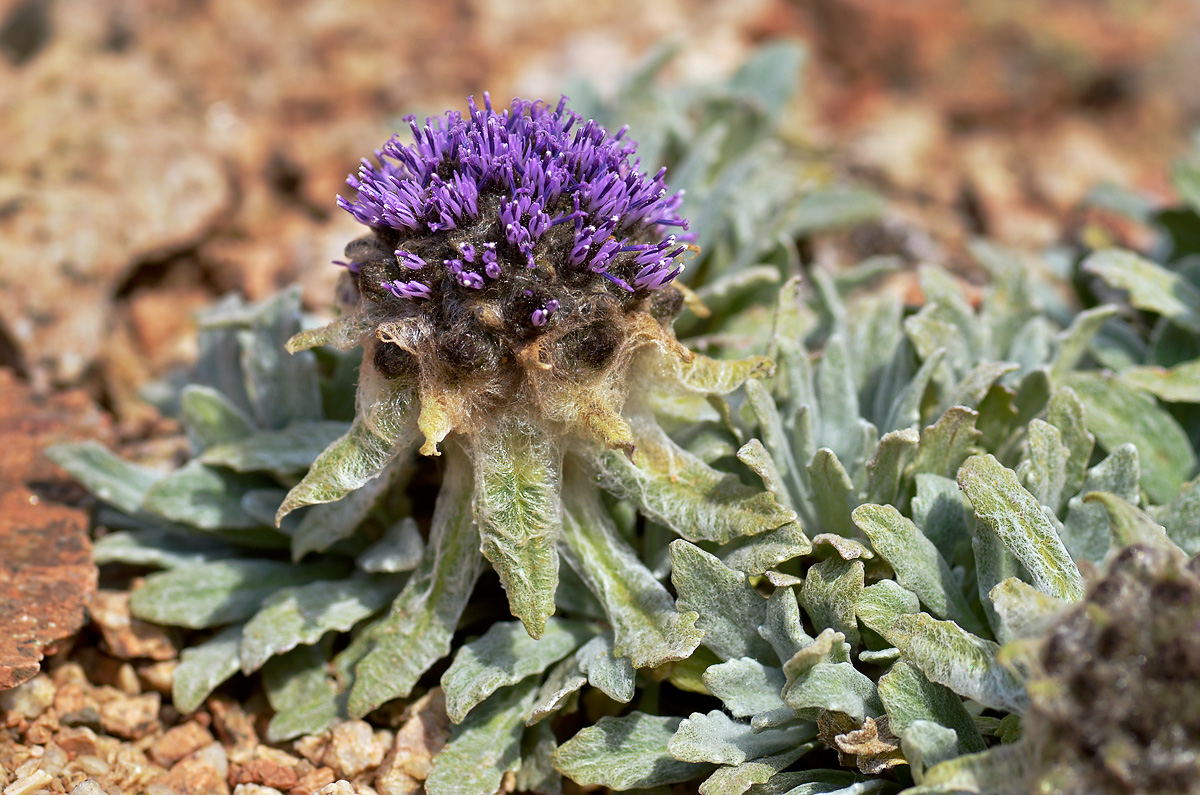 Image of Saussurea gnaphalodes specimen.