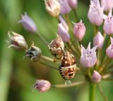 Allium angulosum