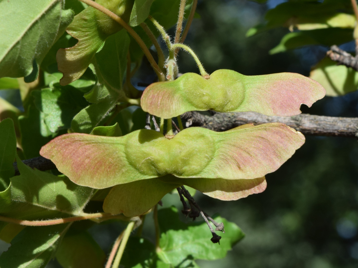 Image of Acer campestre specimen.