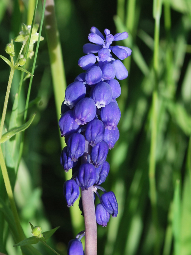 Image of Muscari leucostomum specimen.