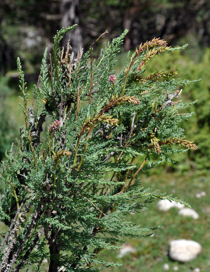 Image of Myricaria bracteata specimen.