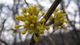 Cornus mas