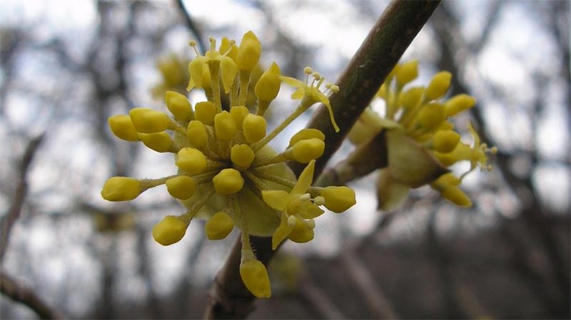 Изображение особи Cornus mas.