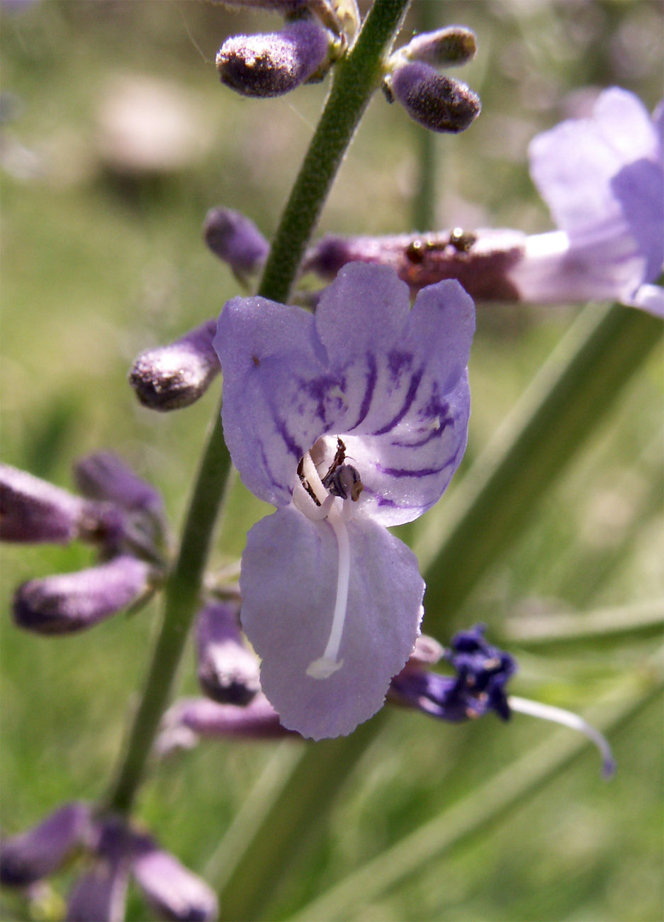 Image of Perovskia kudrjaschevii specimen.