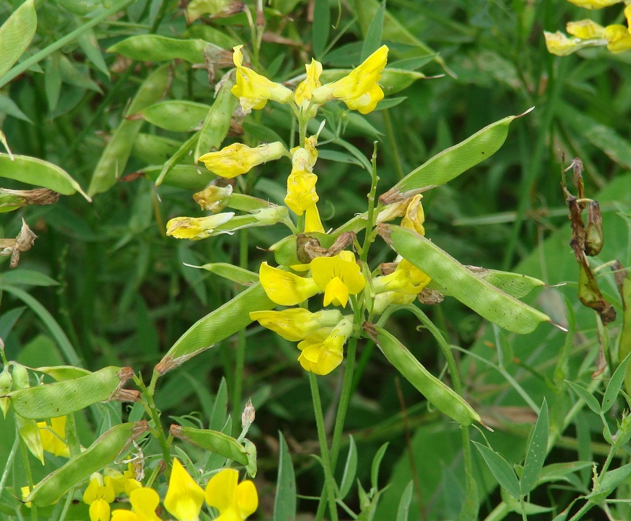 Изображение особи Lathyrus pratensis.