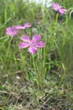 Dianthus × jaczonis. Цветущее растение на лугу близ соснового леса. Томская обл., Томский р-н, окр. с. Чёрная Речка. 04.07.2009.