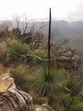 Xanthorrhoea australis