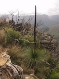 Xanthorrhoea australis. Плодоносящее растение. Австралия, Новый Южный Уэльс, национальный парк \"Blue Mountains\" (\"Голубые Горы\"), смотровая площадка Pulpit Rock, на уступе скалы. 04.06.2009.