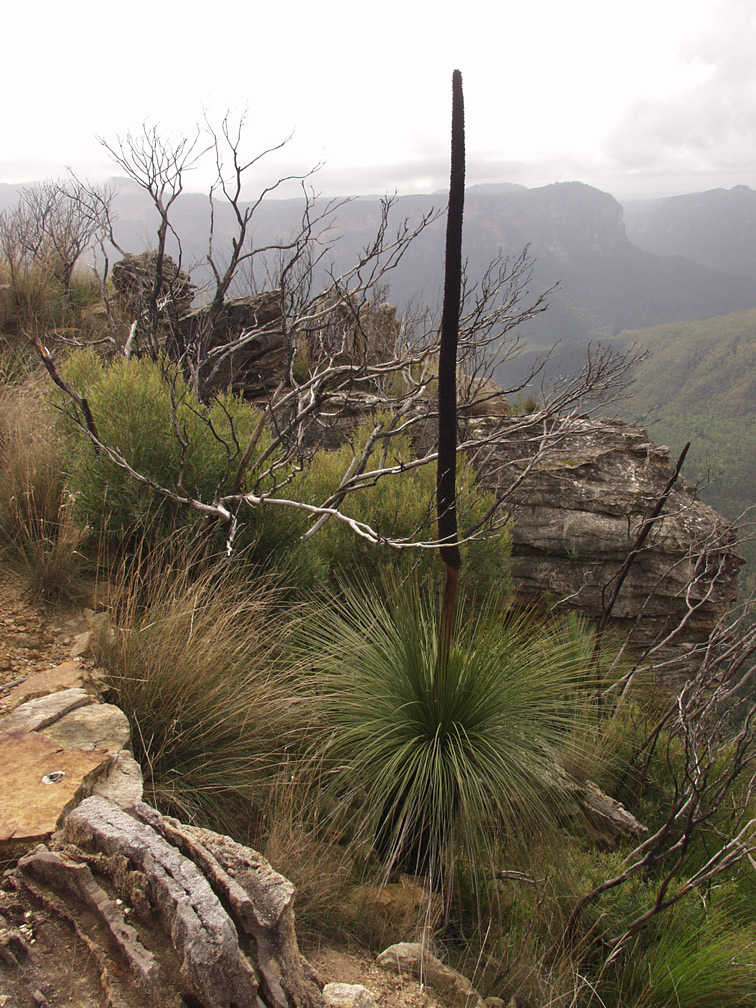 Изображение особи Xanthorrhoea australis.