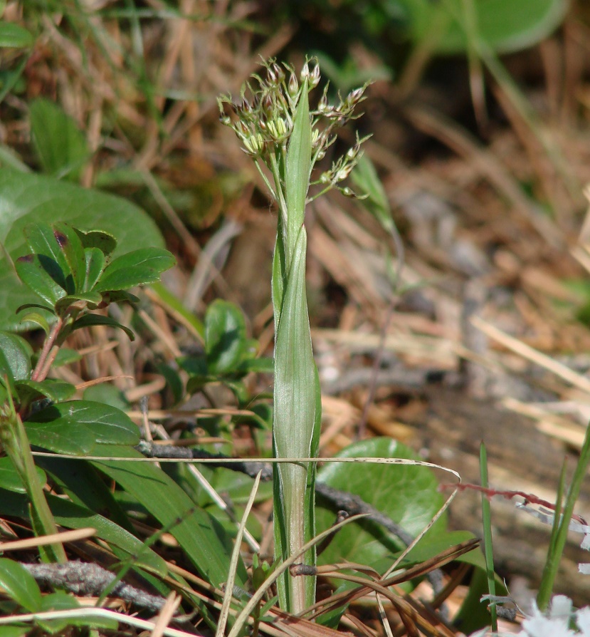 Image of Luzula pilosa specimen.