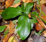 Ruscus colchicus