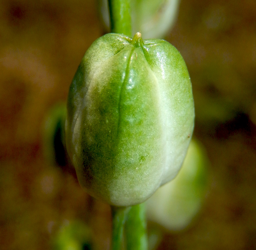 Изображение особи Ornithogalum ponticum.