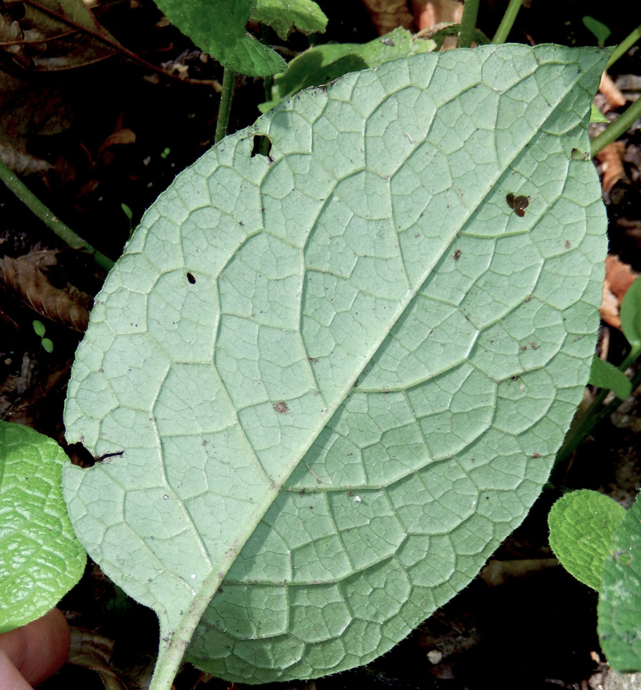 Изображение особи Trachystemon orientalis.