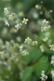 Epimedium pubigerum