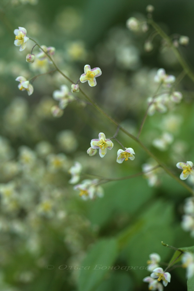 Изображение особи Epimedium pubigerum.