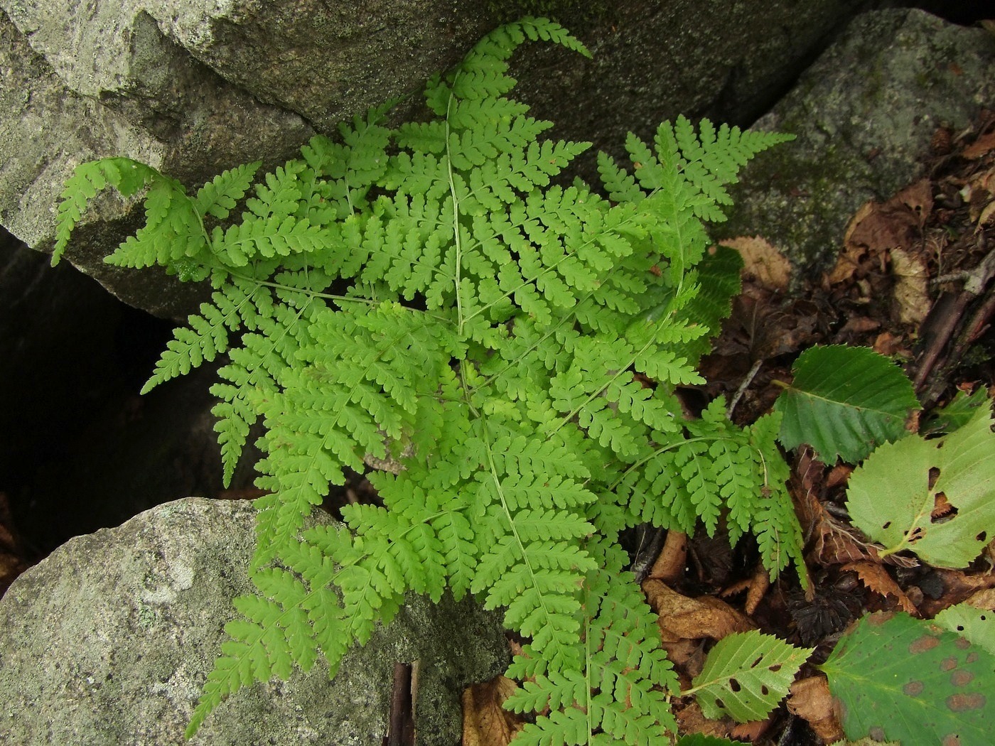 Image of Diplazium sibiricum specimen.